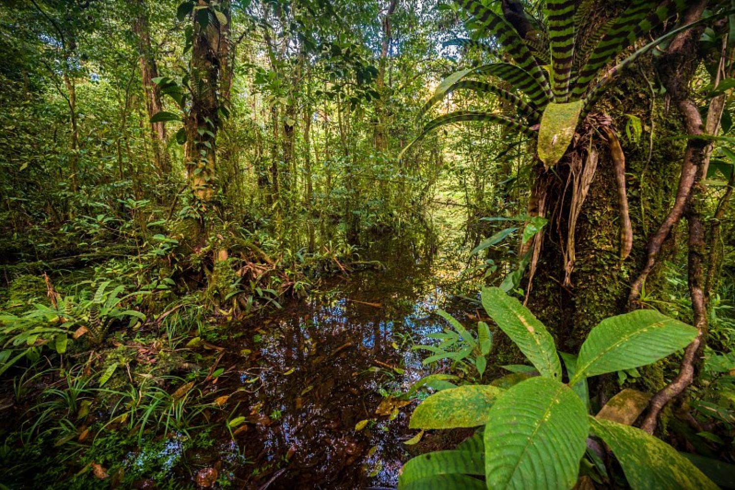 Dense tropical forest in French Guiana with filtered light